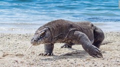 コモド島とリンチャ島には、国立公園に生息する５千匹あまりのドラゴンの大半が生息する