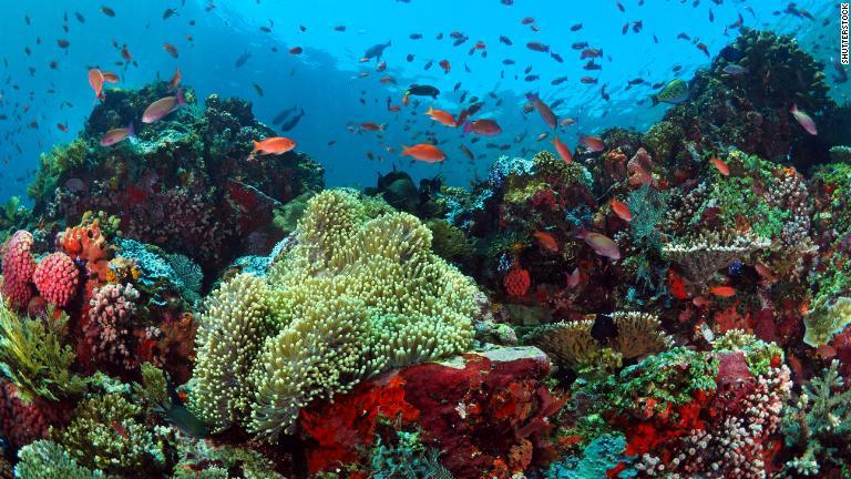 コーラル・トライアングルの中心に位置するバトゥ・ボロンは海洋生物の宝庫/Shutterstock