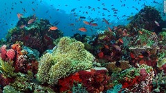 コーラル・トライアングルの中心に位置するバトゥ・ボロンは海洋生物の宝庫