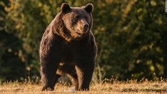 リヒテンシュタイン王子、欧州最大級のクマを射殺か　ルーマニア当局が捜査