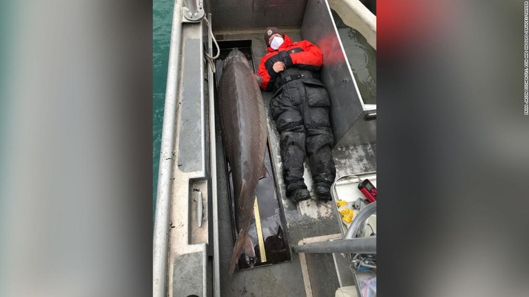 米デトロイト川で１００歳を超えるとみられる巨大なチョウザメが捕獲された/From Jason Fischer/U.S. Fish and Wildlife Services/Twitter