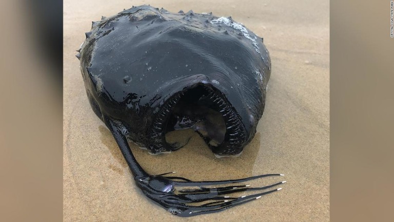 怪物じみた見た目の珍しい深海魚が米カリフォルニア州の浜辺に流れ着いた/Crystal Cove State Park