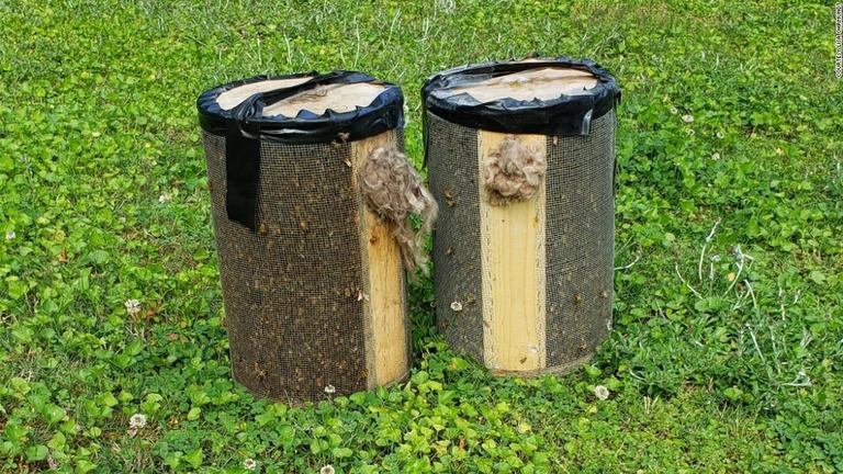 駆除作業後、ハチでいっぱいになった２つの容器/Courtesy Lisa Ohrmundt