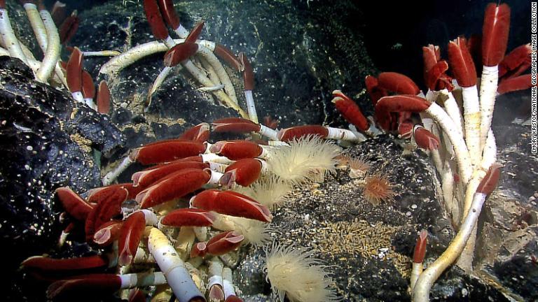 熱水噴出口から出る熱水で新たな生物を発見/Emory Kristof/National Geographic Image Collection