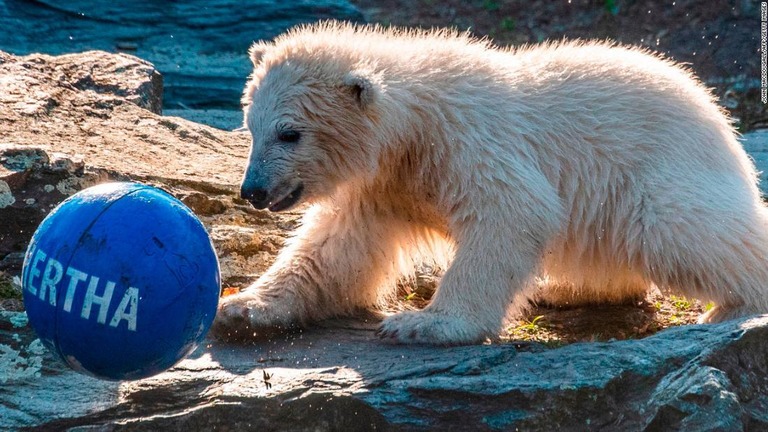 ２０１８年１２月に動物園で生まれたホッキョクグマのヘルタ/JOHN MACDOUGALL/AFP/Getty Images