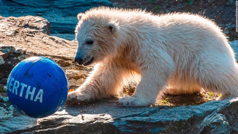 ２０１８年１２月に動物園で生まれたホッキョクグマのヘルタ/JOHN MACDOUGALL/AFP/Getty Images
