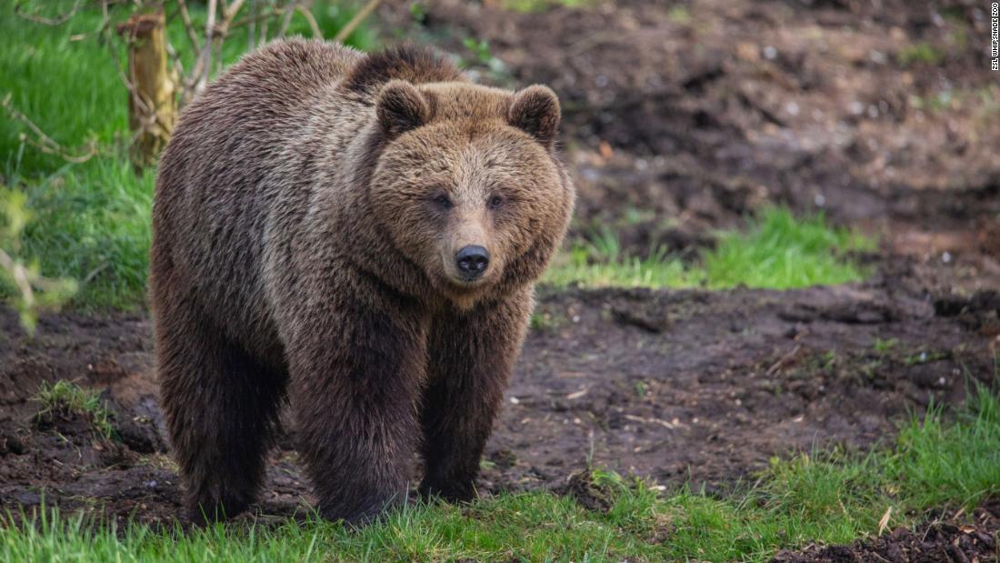 Cnn Co Jp 逃げたクマ２頭を射殺 イノシシ襲う 英動物園