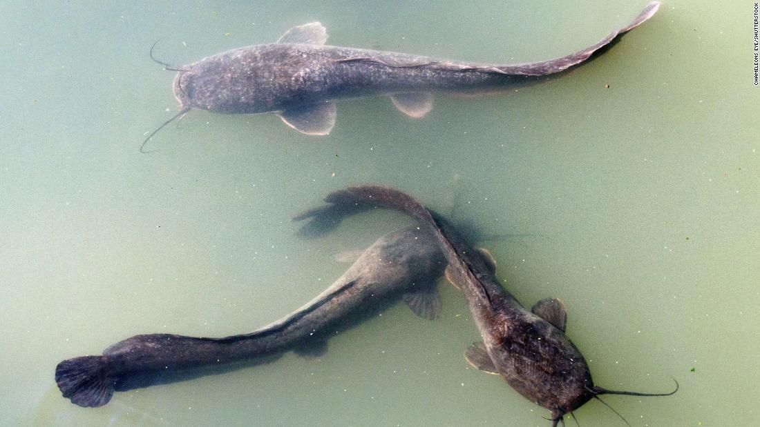 Cnn Co Jp 古代ユダヤ人 戒律違反の魚を食べていた 魚の骨の遺物で明らかに Cnn Co Jp 古代ユダヤ人 戒律違反の魚を食べていた 魚の骨の遺物で明らかに