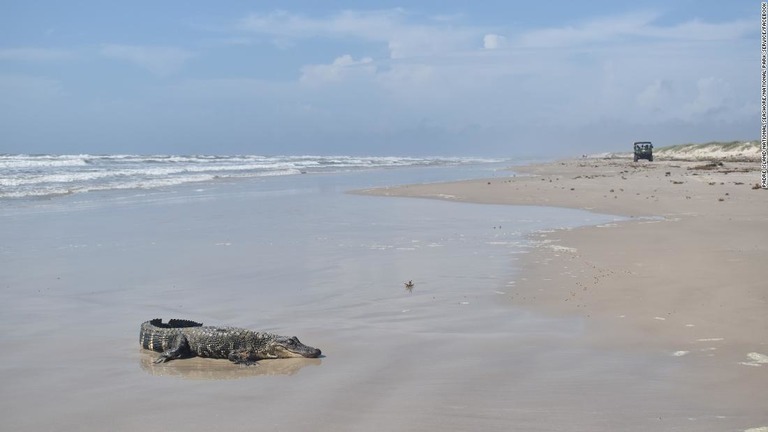 アメリカアリゲーターがテキサス州の海岸で発見された/Padre Island National Seashore/National Park Service/Facebook