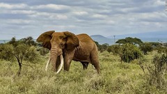 ケニアで初の試み　全５８カ所の国立公園で動物の「国勢調査」を実施