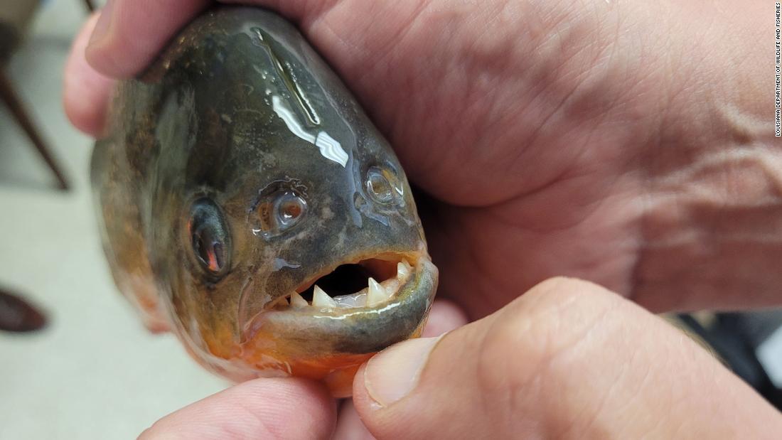 ピラニアは鋭い歯と強力なあごを持つことで知られる/Louisiana Department of Wildlife and Fisheries