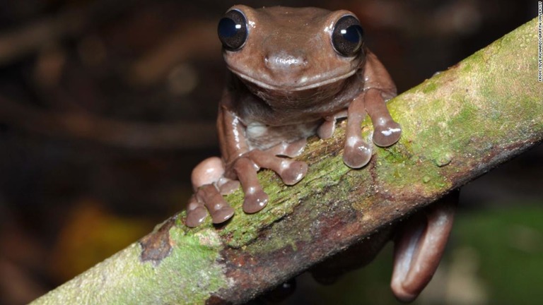 チョコレート色をした新種のアマガエルがニューギニア島で発見された/From Steve Richards/Griffith University