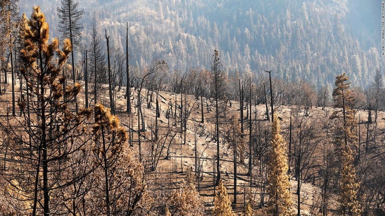 火災で大きな被害を受けたセコイア国立公園＝２０２０年１０月/Al Seib/Los Angeles Times/Getty Images