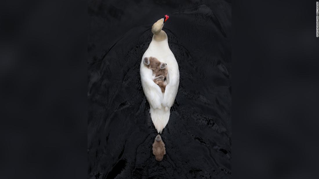 Cnn Co Jp 母を亡くした白鳥のひな 父鳥が翼で包み込む 米