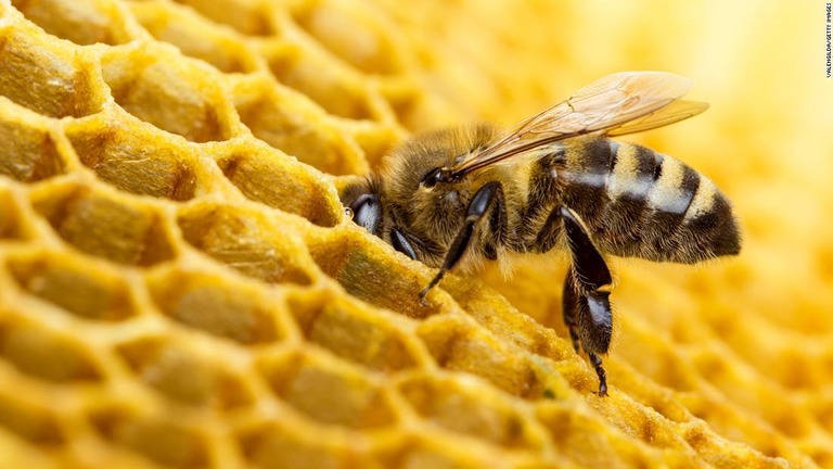 防護服も手袋も着けずに蜂の世話をする養蜂家の動画が物議を醸している/Valengilda/Getty Images
