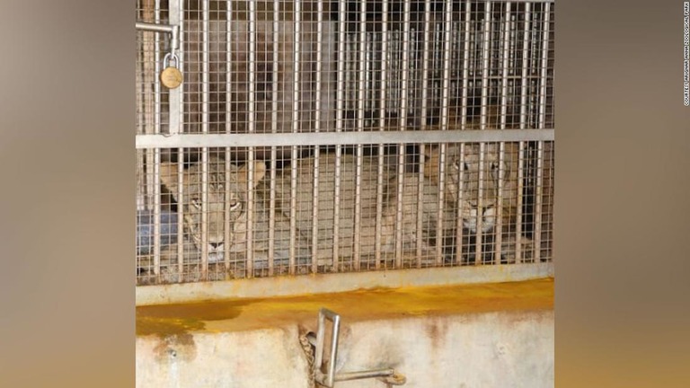 感染例が出たチェンナイの動物園ではすべてのライオンを隔離し、治療を開始した/Courtesy Arignar Anna Zoological Park