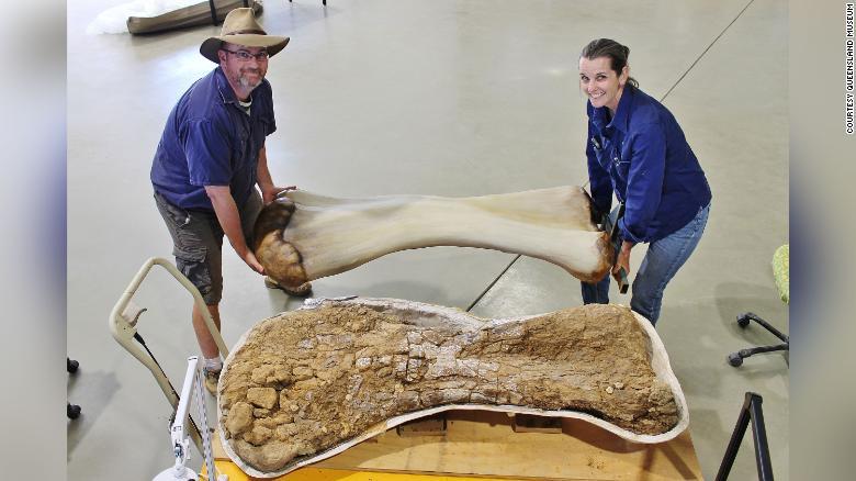 新種の恐竜の巨大な骨/Courtesy Queensland Museum