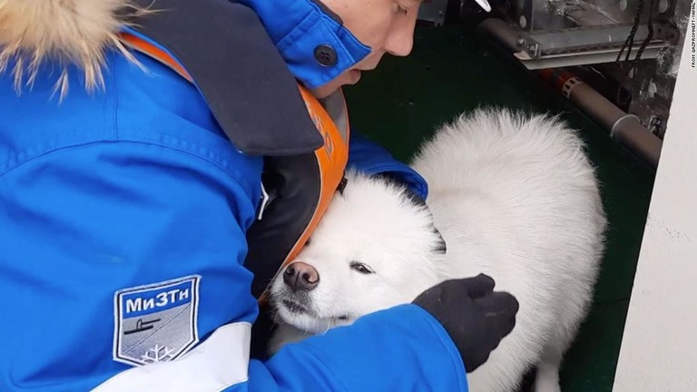 砕氷船の乗組員に救助されたサモエド犬のアイカ/From Gazpromneft-Yamal