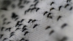 蚊に感染した細菌、ウイルスの媒介防ぎデング熱７７％減　米医学誌
