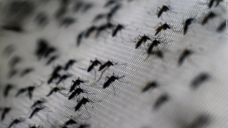 インドネシアで蚊を細菌に感染させる実験により、デング熱の症例が大幅に減少した/CHRISTOPHE SIMON/AFP/AFP via Getty Images