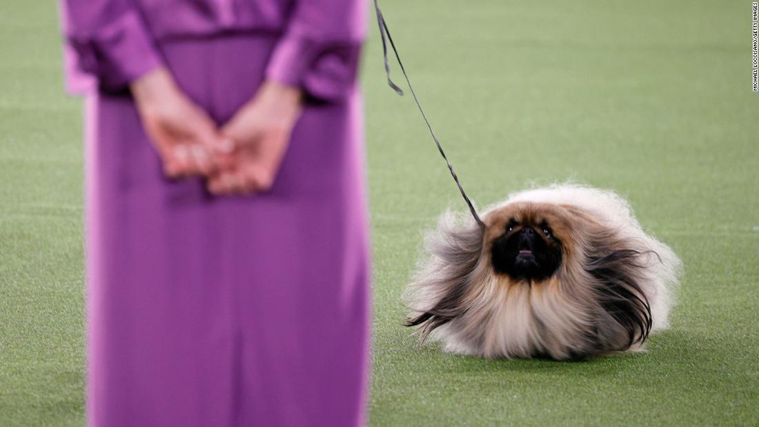 Cnn Co Jp 米恒例のドッグショー 最優秀犬は ワサビ 3歳のペキニーズ Cnn Co Jp 米恒例のドッグショー 最優秀犬は ワサビ 3歳のペキニーズ