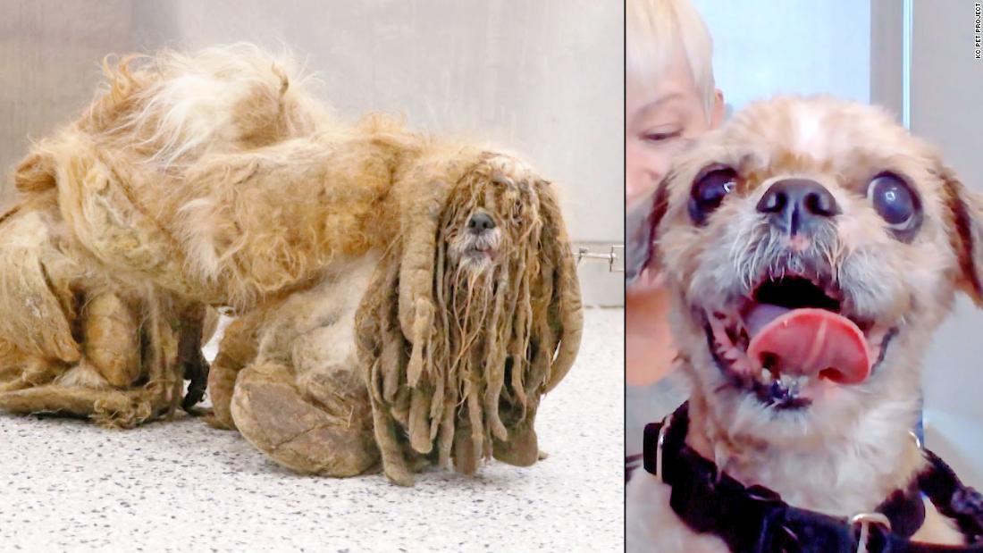 何の動物か判別不能に 毛が伸びっぱなしの野良犬を保護 米 Cnn Co Jp 何の動物か判別不能に 毛が伸びっぱなしの野良犬を保護 米 Cnn Co Jp