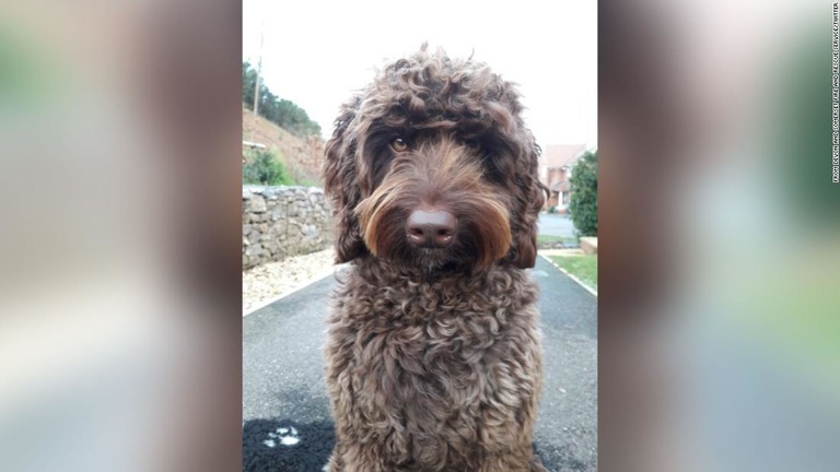 デボン・サマセット消防救急隊（ＤＳＦＲＳ）のセラピー犬「ディグビー」/From Devon and Somerset Fire and Rescue Service/Twitter