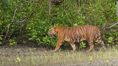 ベンガルトラの最後の生息地のひとつはインドとバングラデシュに広がる森林地帯だ