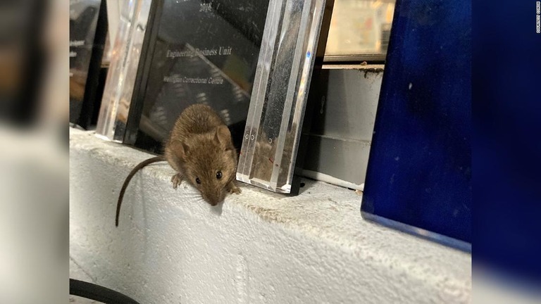 オーストラリアにある刑務所にネズミが大量発生した/Courtesy CSNSW