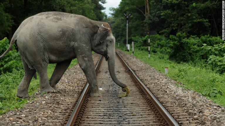インドで人間の活動とかかわって死ぬゾウは年間８０～１００頭にのぼる/Diptendu Dutta/AFP/Getty Images
