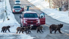 米国とカナダの国境地帯に生息するハイイログマも人との接触で長い歴史を持つ