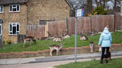 自然の捕食者による数の管理がなく、英国の一部地域ではシカが街中に進入することも