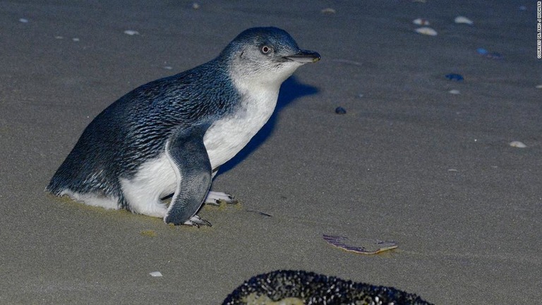 タスマニアデビルから捕食される危険がなくなればペンギンのコロニーは再生できるかもしれないという/Courtesy Dr. Eric J Woehler