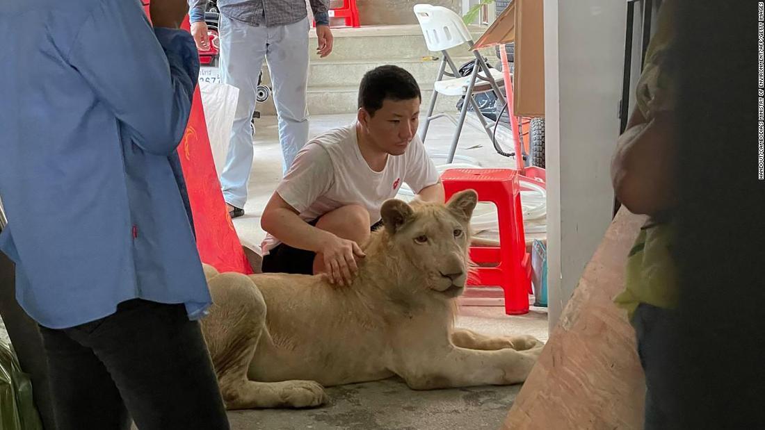 飼い主はライオンの犬歯を抜いていた/Handout/Cambodia's Ministry of Environment/AFP/Getty Images