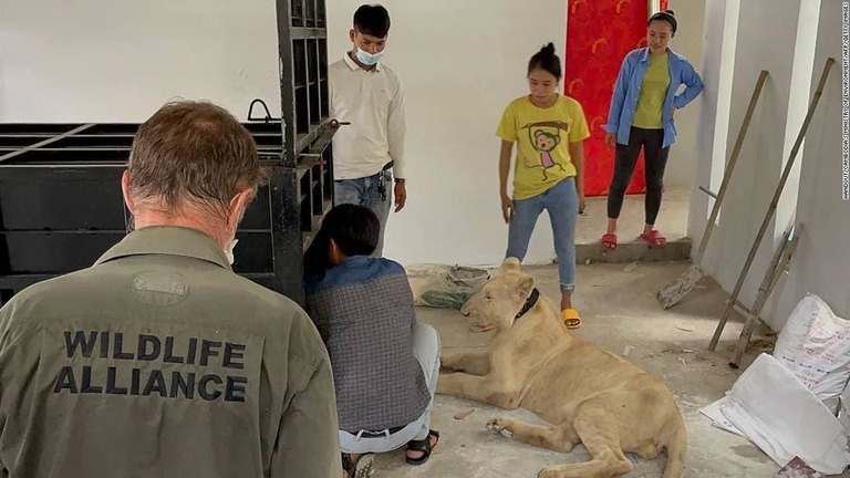 ライオンは現在、保護センターで世話されている/Handout/Cambodia's Ministry of Environment/AFP/Getty Images