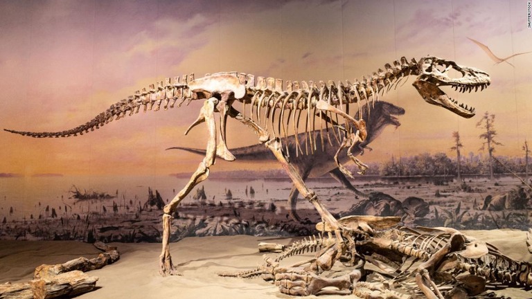 カナダのロイヤル・ティレル古生物学博物館に展示されているゴルゴサウルスの骨格化石/Shutterstock
