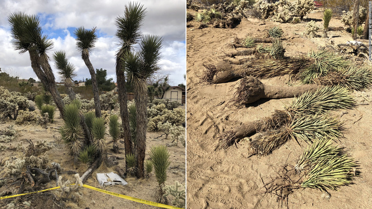 木は２人が建てていた建物に埋められていた/California Department of Fish and Wildlife