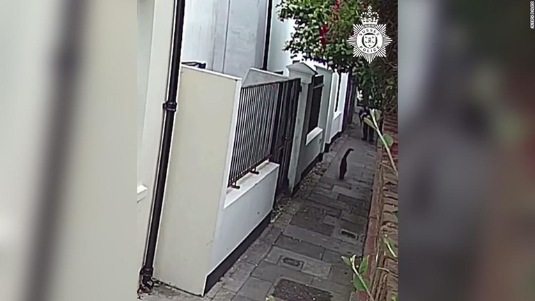 監視カメラの映像には刺された猫が逃げる様子が映っている/Sussex Police