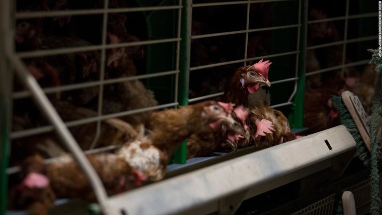ケージで飼育される養鶏場の鶏＝ベルギーの西フランダース/Jasper Juinen/Bloomberg/Getty Images