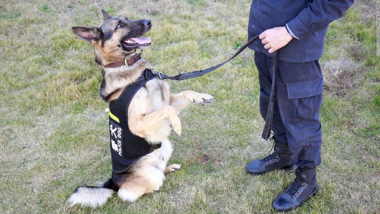 中国で、警察犬訓練で不適格と判断された犬５４頭が競売にかけられる/Costfoto/Barcroft Media/Getty Images