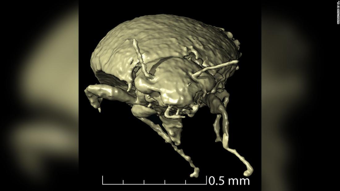 恐竜の「うんちの化石」からお宝発見、甲虫の新種 保存状態良好 - CNN