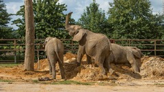 英動物園で暮らすゾウ１３頭、ケニアで野生に戻すことに　世界初