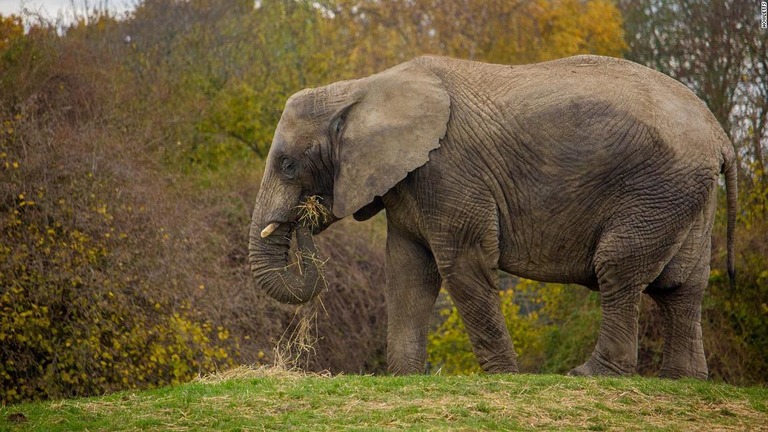 ゾウはそれぞれ個別のケージで輸送される予定/Howletts