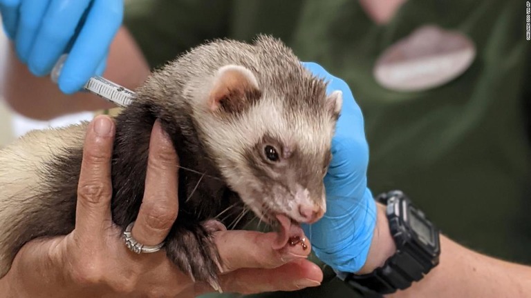 新型コロナワクチンを接種するオークランド動物園のフェレット/Oakland Zoo via AP