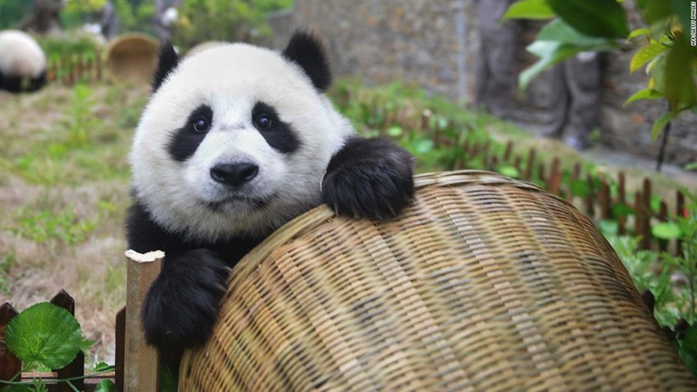 中国のジャイアントパンダの個体数が回復し、絶滅の危険度が低下した/AFP/Getty Images