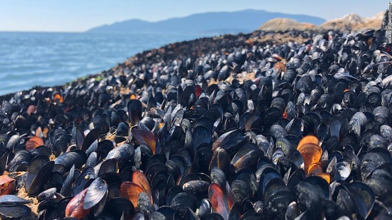 カナダ西部を襲った熱波の影響で、海岸のムール貝やアサリが大量死した/Courtesy Christopher Harley