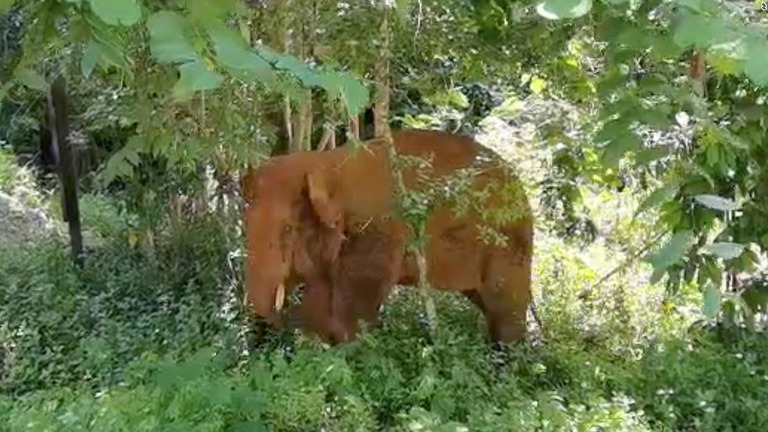 中国で集団移動中の群れから離れたゾウ１頭が捕獲され、保護区に戻された/AP