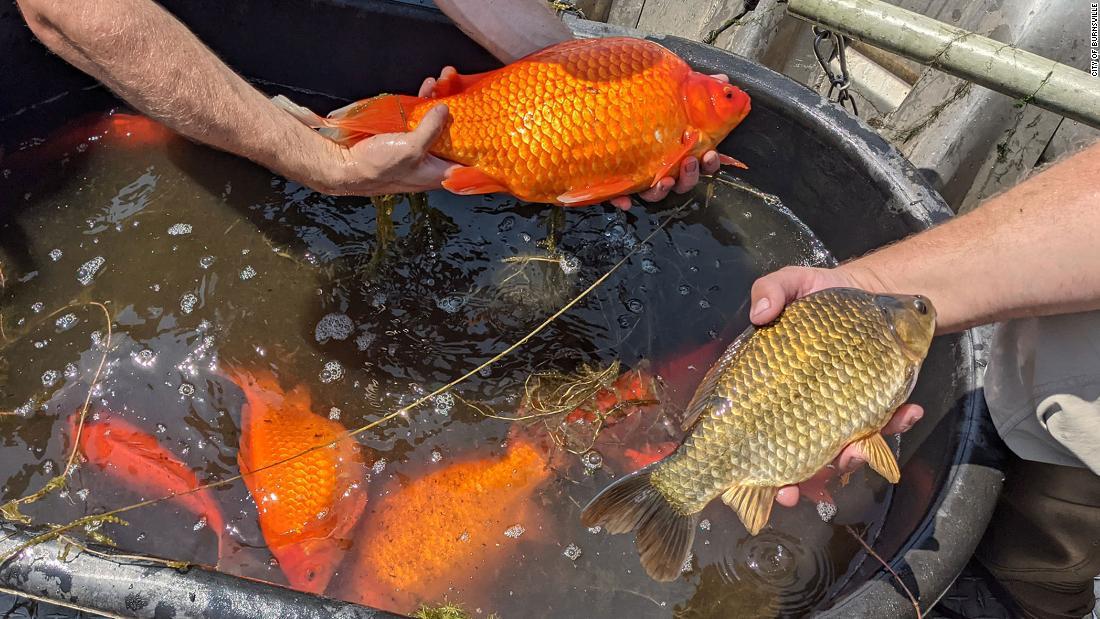 Cnn Co Jp 巨大化した金魚の群れが湖に 体長３８センチの個体も 米ミネソタ州 1 2