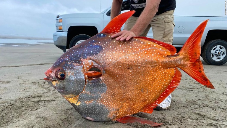 米西部オレゴン州の海岸に、色鮮やかなアカマンボウが打ち上げられた/Seaside Aquarium