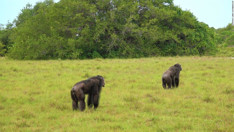 ゴリラとチンパンジーが対峙する様子は２度確認され、どちらも１時間ほど続いた/Courtesy Lara Southern/LCP